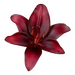 red frutiger aero flower red flower, seashells and fruits !