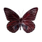 red glossy butterfly red glossy butterfly